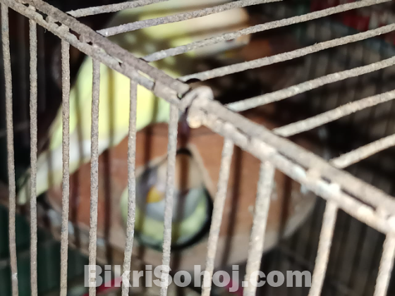 Crimino red eyes love birds pair